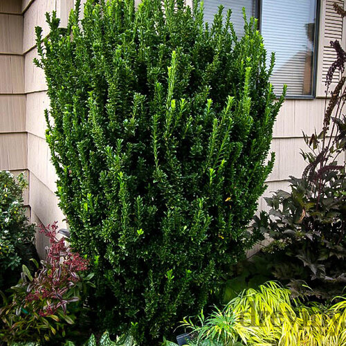 Bršlen Japonský Green Spire 10/20 cm, v kvetináči Euonymus japonicus Green Spire