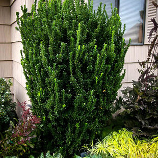 Bršlen Japonský Green Spire 10/20 cm, v kvetináči Euonymus japonicus Green Spire