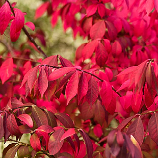 Bršlen krídlatý Compacta 30/40 cm, v črepníku Euonymus alatus Compacta