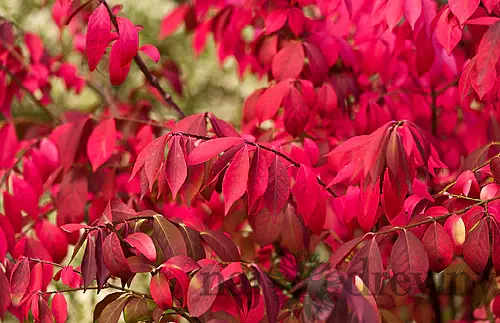 Bršlen krídlatý Compacta 30/40 cm, v črepníku Euonymus alatus Compacta