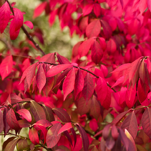 Bršlen krídlatý Compacta 30/40 cm, v črepníku Euonymus alatus Compacta