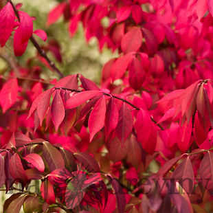 Bršlen krídlatý Compacta 30/40 cm, v črepníku Euonymus alatus Compacta