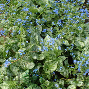Brunera veľkolistá Sea Heart, v črepníku P9 Brunnera macrophylla Sea Heart