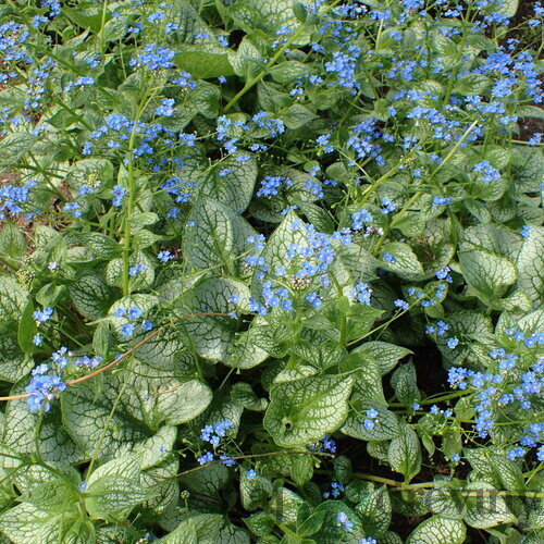 Brunera veľkolistá Sea Heart, v črepníku P9 Brunnera macrophylla Sea Heart