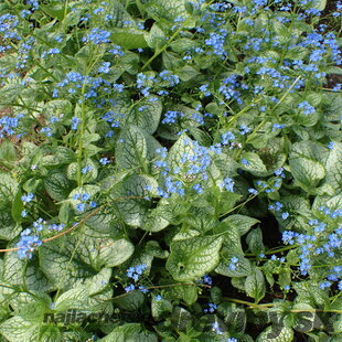 Brunera veľkolistá Sea Heart, v črepníku P9 Brunnera macrophylla Sea Heart