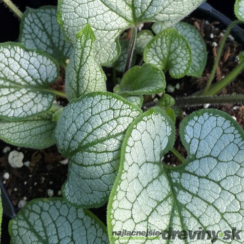 Brunera veľkolistá Silver Heart, v črepníku P9 Brunnera macr. Silver Heart