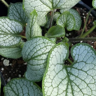 Brunera veľkolistá Silver Heart, v črepníku P9 Brunnera macr. Silver Heart
