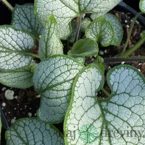 Brunera veľkolistá Silver Heart, v črepníku P9 Brunnera macr. Silver Heart