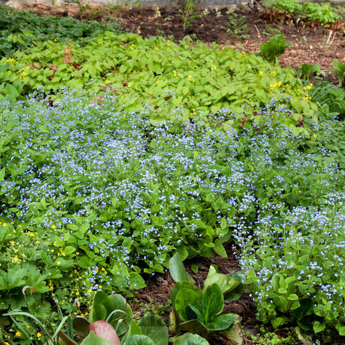 Brunera velkolistá, v črepníku Brunnera macrophylla