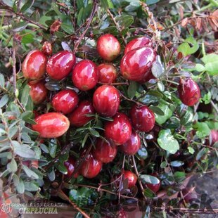 Brusnica Early black, výška 20/40 cm, v črepníku 2l Vaccinium macrocarpon Early black