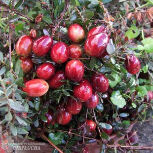 Brusnica Early black, výška 20/40 cm, v črepníku 2l Vaccinium macrocarpon Early black