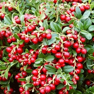 Brusnica Early black, výška 20/40 cm, v črepníku 2l Vaccinium macrocarpon Early black