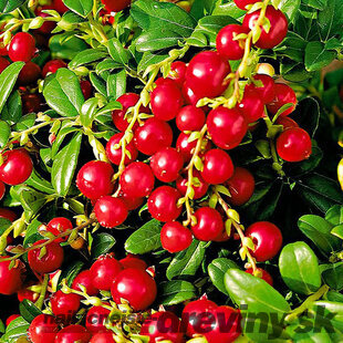 Brusnica Red Pearl, výška 20/40 cm, v črepníku 2l Vaccinium vitis-idaea Red Pearl
