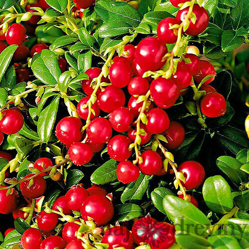 Brusnica Red Pearl, výška 20/40 cm, v črepníku 2l Vaccinium vitis-idaea Red Pearl