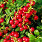 Brusnica Red Pearl, výška 20/40 cm, v črepníku 2l Vaccinium vitis-idaea Red Pearl