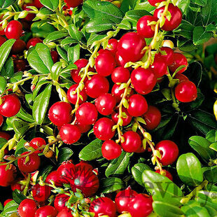 Brusnica Red Pearl, výška 20/40 cm, v črepníku 2l Vaccinium vitis-idaea Red Pearl
