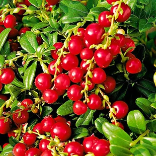 Brusnica Red Pearl, výška 20/40 cm, v črepníku 2l Vaccinium vitis-idaea Red Pearl
