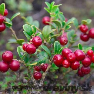Brusnica Runo Bielawskie, výška 20/40 cm , v črepníku 1l Vaccinium vitis-idaea Runo Bielawskie