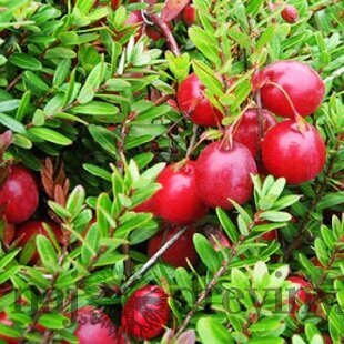 Brusnica veľkoplodá ´CRANBERRY´, výška 30/50 cm, v črepníku Vaccinium macrocarpon