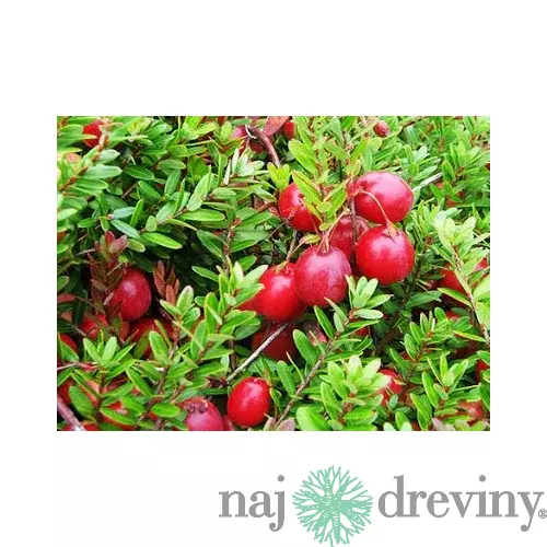 Brusnica veľkoplodá ´CRANBERRY´, výška 30/50 cm, v črepníku Vaccinium macrocarpon