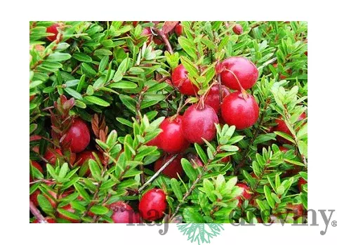 Brusnica veľkoplodá ´CRANBERRY´, výška 30/50 cm, v črepníku Vaccinium macrocarpon