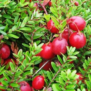 Brusnica veľkoplodá ´CRANBERRY´, výška 30/50 cm, v črepníku Vaccinium macrocarpon