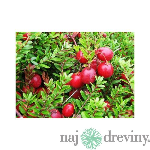 Brusnica veľkoplodá ´CRANBERRY´, výška 30/50 cm, v črepníku Vaccinium macrocarpon