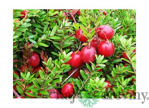 Brusnica veľkoplodá ´CRANBERRY´, výška 30/50 cm, v črepníku Vaccinium macrocarpon