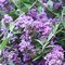Budleja alternifolia UNIQUE ‘Pmoore12‘ PBR, výška 40/+ cm, v črepníku 5l Buddleja alternifolia UNIQUE ‘Pmoore12‘ PBR