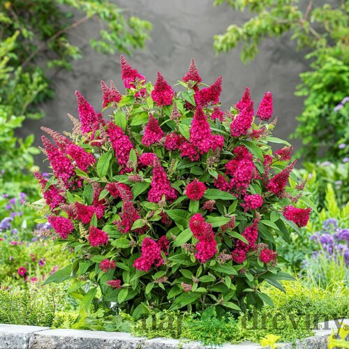 Budleja BUTTERFLY CANDY LITTLE RUBY, výška 20/+ cm, v črepníku 2l Buddleja davidii BUTTERFLY CANDY LITTLE RUBY