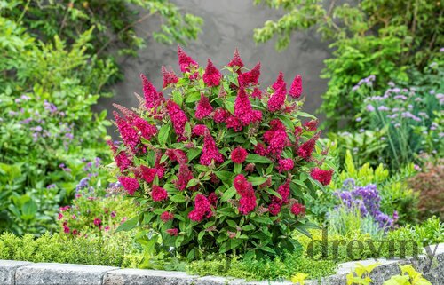 Budleja BUTTERFLY CANDY LITTLE RUBY, výška 20/+ cm, v črepníku 2l Buddleja davidii BUTTERFLY CANDY LITTLE RUBY