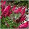 Budleja Buzz Pink All Summer Long - kvitnúca celé leto 20/30 cm, v črepníku P15 Buddleja Davidii