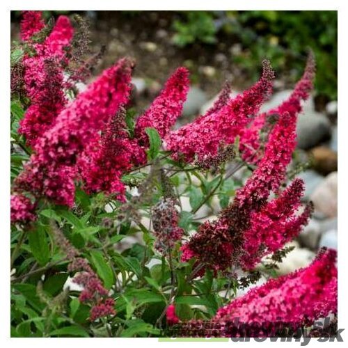 Budleja Buzz Pink All Summer Long - kvitnúca celé leto 20/30 cm, v črepníku P15 Buddleja Davidii