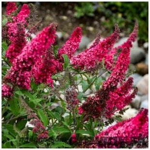 Budleja Buzz Pink All Summer Long - kvitnúca celé leto 20/30 cm, v črepníku P15 Buddleja Davidii