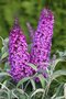 Budleja Buzz Purple All Summer Long - kvitnúca celé leto 20/30 cm, v črepníku P15 Buddleja Davidii
