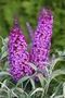 Budleja Buzz Purple All Summer Long - kvitnúca celé leto 20/30 cm, v črepníku P15 Buddleja Davidii