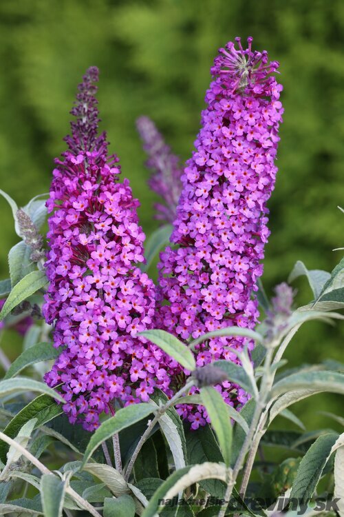 Budleja Buzz Purple All Summer Long - kvitnúca celé leto 20/30 cm, v črepníku P15 Buddleja Davidii