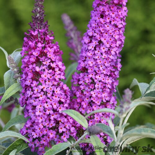 Budleja Buzz Purple All Summer Long - kvitnúca celé leto 20/30 cm, v črepníku P15 Buddleja Davidii