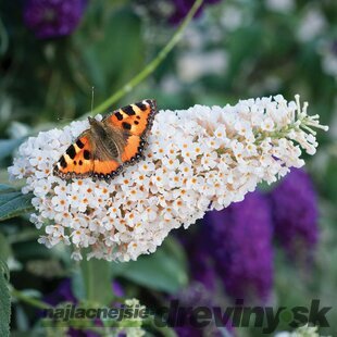 Budleja Buzz White All Summer Long - kvitnúca celé leto 20/30 cm, v črepníku P15 Buddleja Davidii