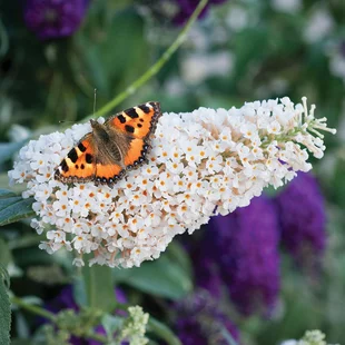 Budleja Buzz White All Summer Long - kvitnúca celé leto 20/30 cm, v črepníku P15 Buddleja Davidii