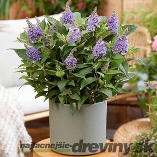 Budleja Dávidova BUTTERFLY CANDY LILA SWEETHEART, výška 30/+ cm, v črepníku 5l Buddleja davidii BUTTERFLY CANDY LILA SWEETHEART