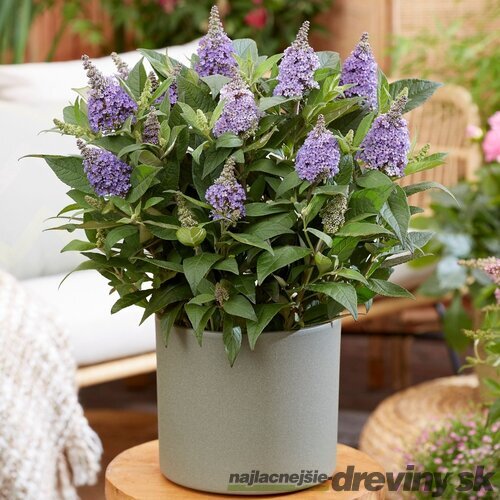 Budleja Dávidova BUTTERFLY CANDY LILA SWEETHEART, výška 30/+ cm, v črepníku 5l Buddleja davidii BUTTERFLY CANDY LILA SWEETHEART