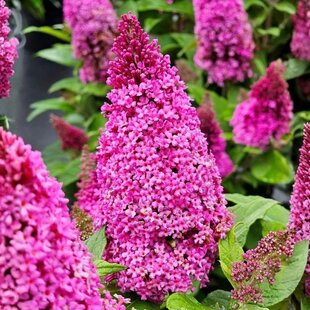 Budleja Dávidova BUTTERFLY CANDY LITTLE MAGENTA,výška 20/+ cm, v črepníku Buddleja davidii BUTTERFLY CANDY LITTLE MAGENTA