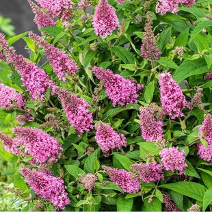 Budleja dávidova Butterfly Candy Little Pink, výška 20/+ cm, v črepníku Buddleja davidii Butterfly Candy Little Pink