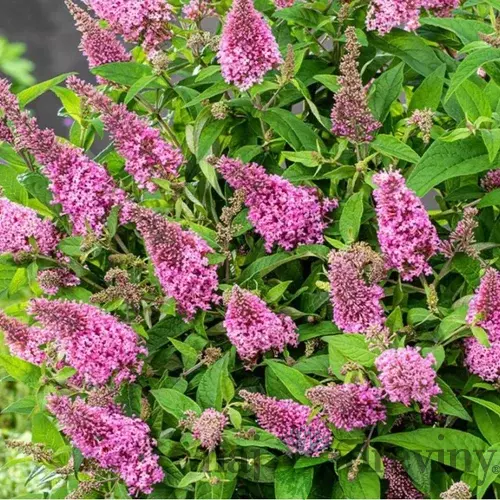 Budleja dávidova Butterfly Candy Little Pink, výška 20/+ cm, v črepníku Buddleja davidii Butterfly Candy Little Pink