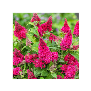 Budleja dávidova Butterfly Candy Little Pink, výška 30/+ cm, v črepníku 5l Buddleja davidii Butterfly Candy Little Pink
