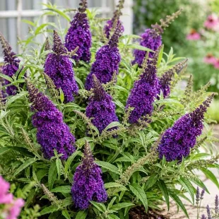 Budleja dávidova Butterfly Candy Little Purple , výška 20/+ cm, v črepníku Buddleja davidii Butterfly Candy Little Purple
