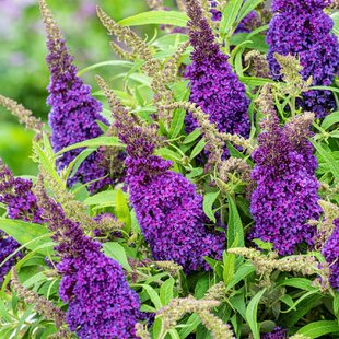 Budleja dávidova Butterfly Candy Little Purple , výška 30/+ cm, v črepníku 5l Buddleja davidii Butterfly Candy Little Purple