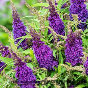 Budleja dávidova Butterfly Candy Little Purple , výška 30/+ cm, v črepníku 5l Buddleja davidii Butterfly Candy Little Purple