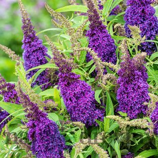 Budleja dávidova Butterfly Candy Little Purple , výška 30/+ cm, v črepníku 5l Buddleja davidii Butterfly Candy Little Purple